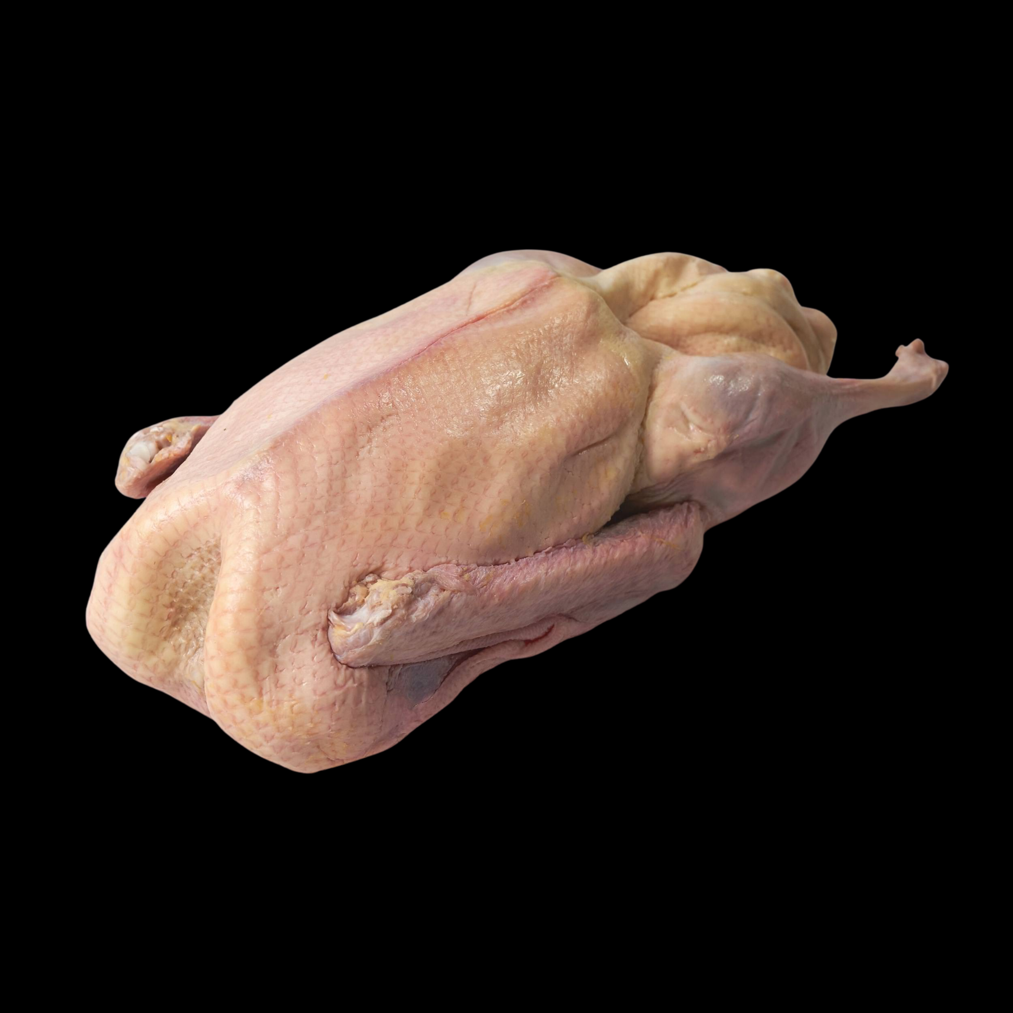 Gänse österreichische Weidegänse